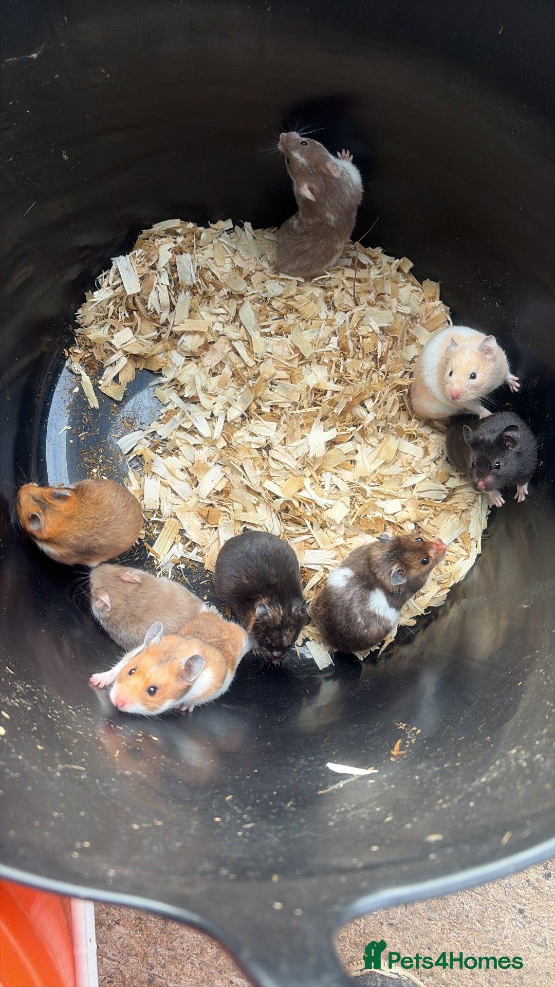 Hamster rodents for sale: Syrian hamsters  - Advert 2
