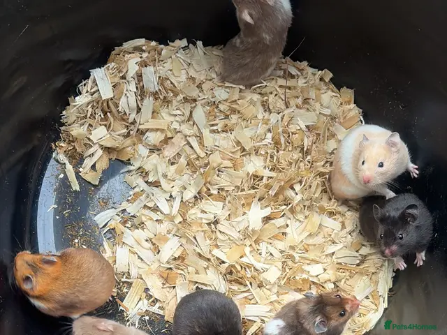 Hamster rodents for sale: Syrian hamsters - Advert 2