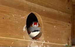 Finches birds for sale: Zebra finches - Image 3