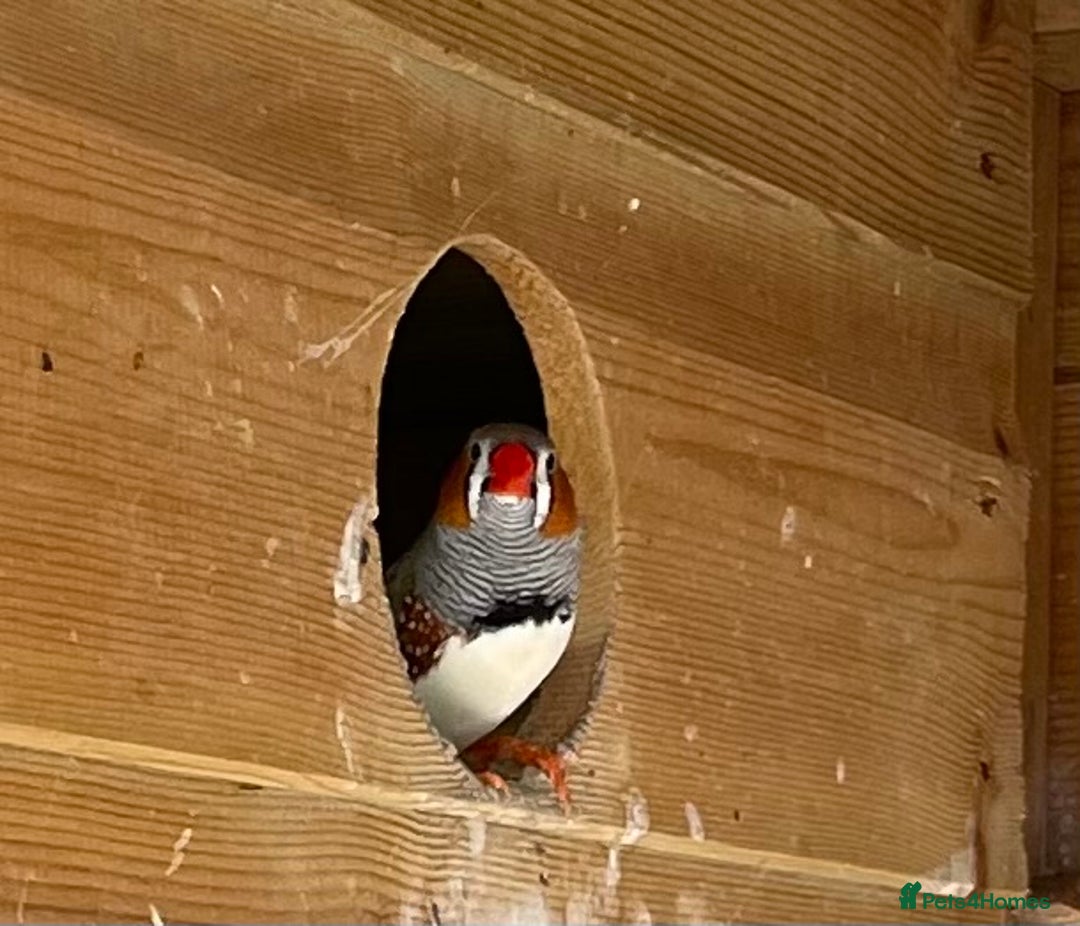 Finches birds for sale: Zebra finches - Image 3