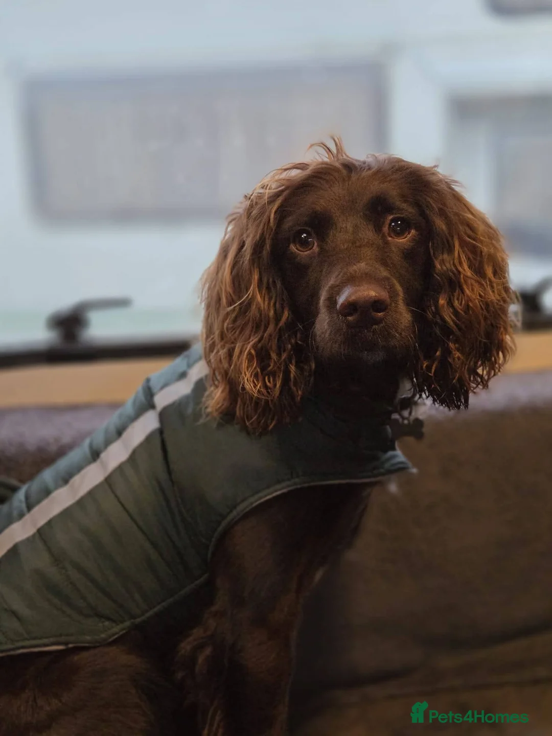 Sprocker dogs for sale: Sprocker puppies READY NOW - Advert 2