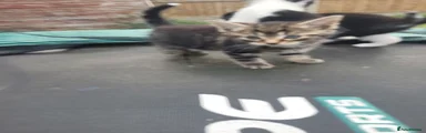 Tabby