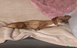 Mixed Breed dogs for adoption: Nellie  - Image 3