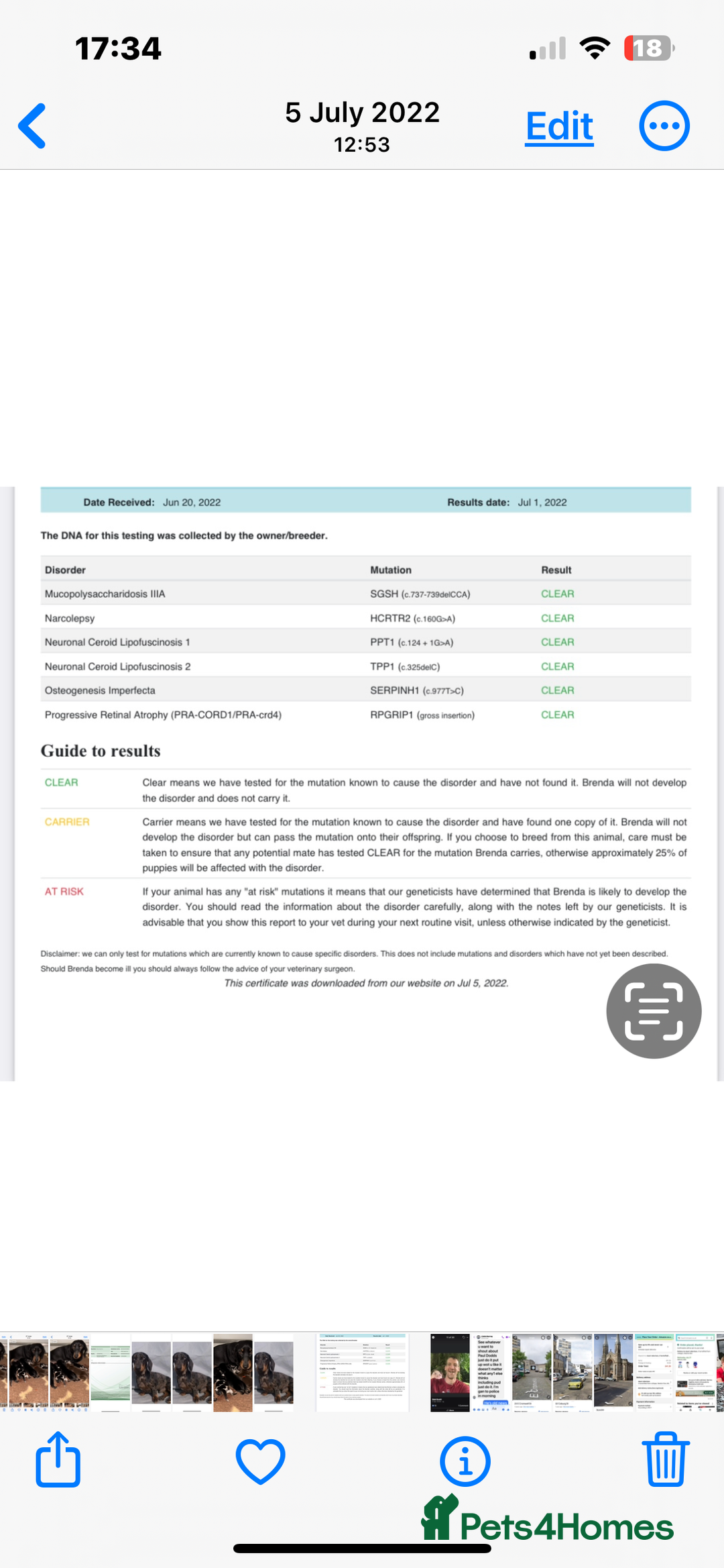 Miniature Dachshund dogs for sale: Absolutely stunning miniature KC reg Dachshund’s  - Advert 9