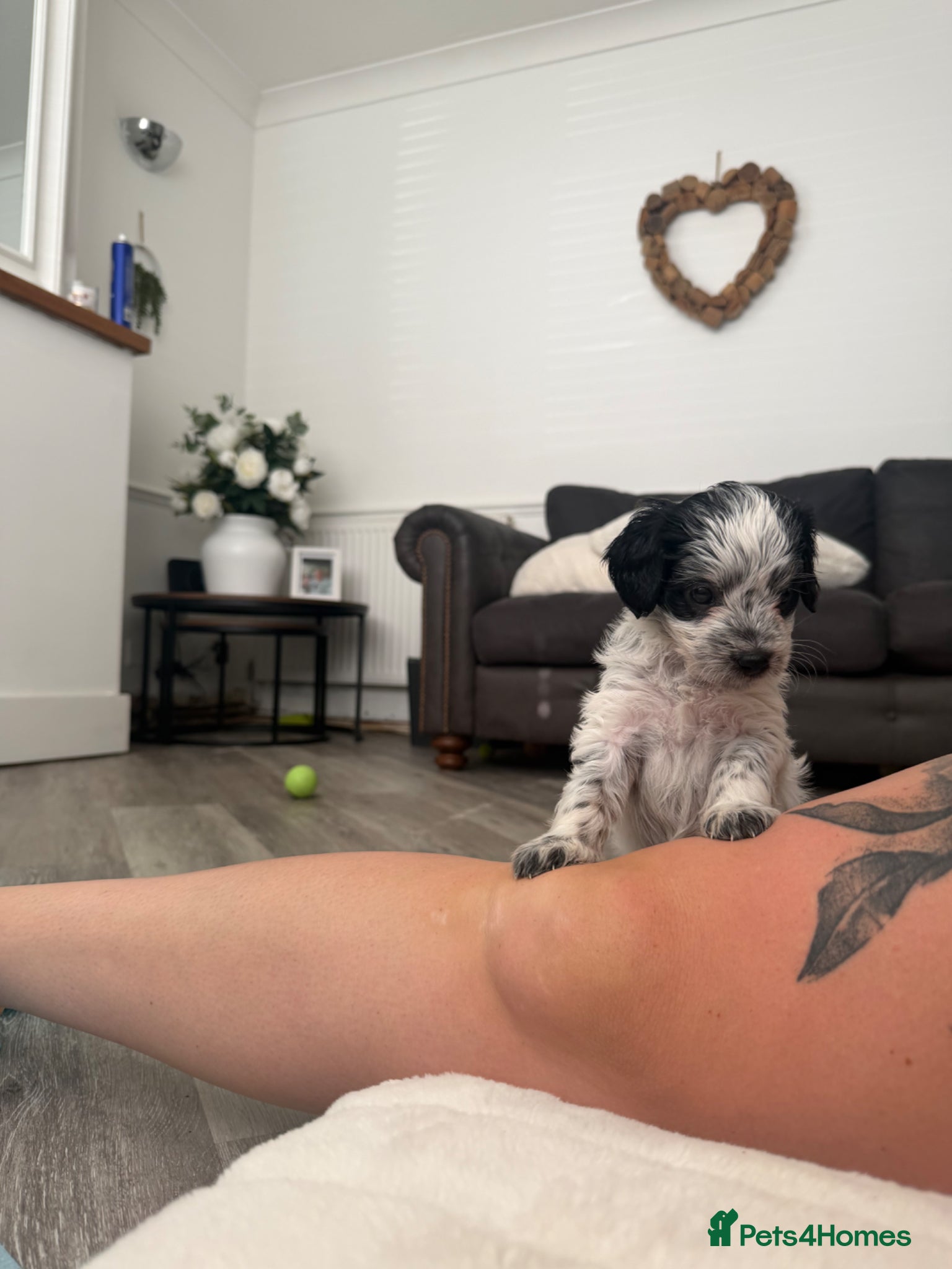 Mixed Breed dogs for sale: Jackapoo Puppies - Advert 12