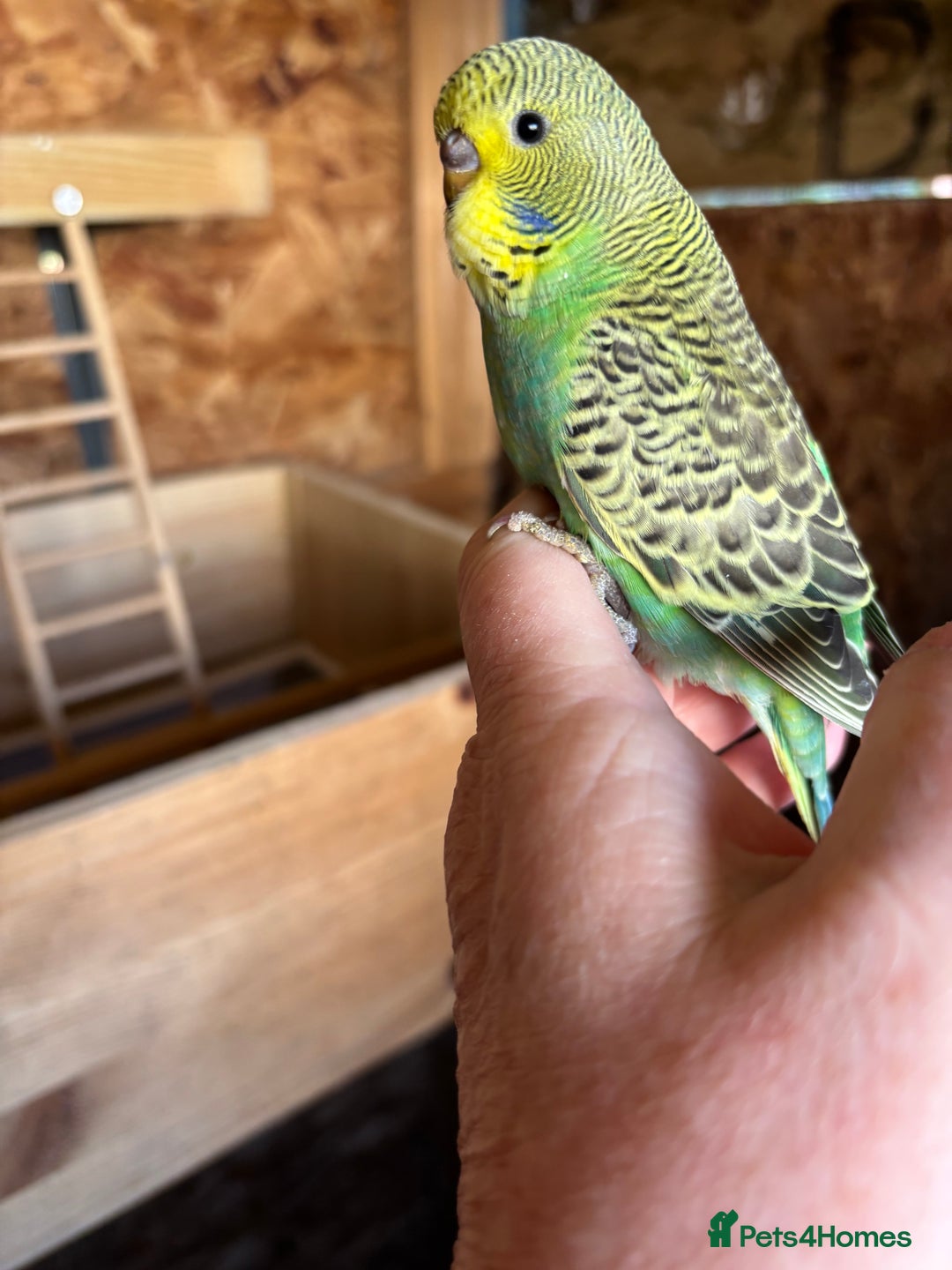Budgerigars birds for sale: Young Budgies  - Image 4