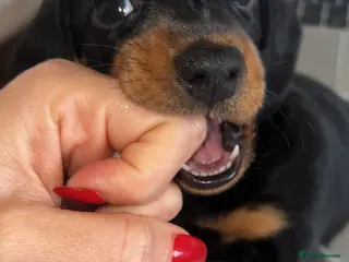 Dachshund dogs KC Female Miniature Smooth Dacshunds - Advert 4