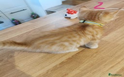 Mixed Breed cats for sale: Beautiful kittens ready now - Image 30