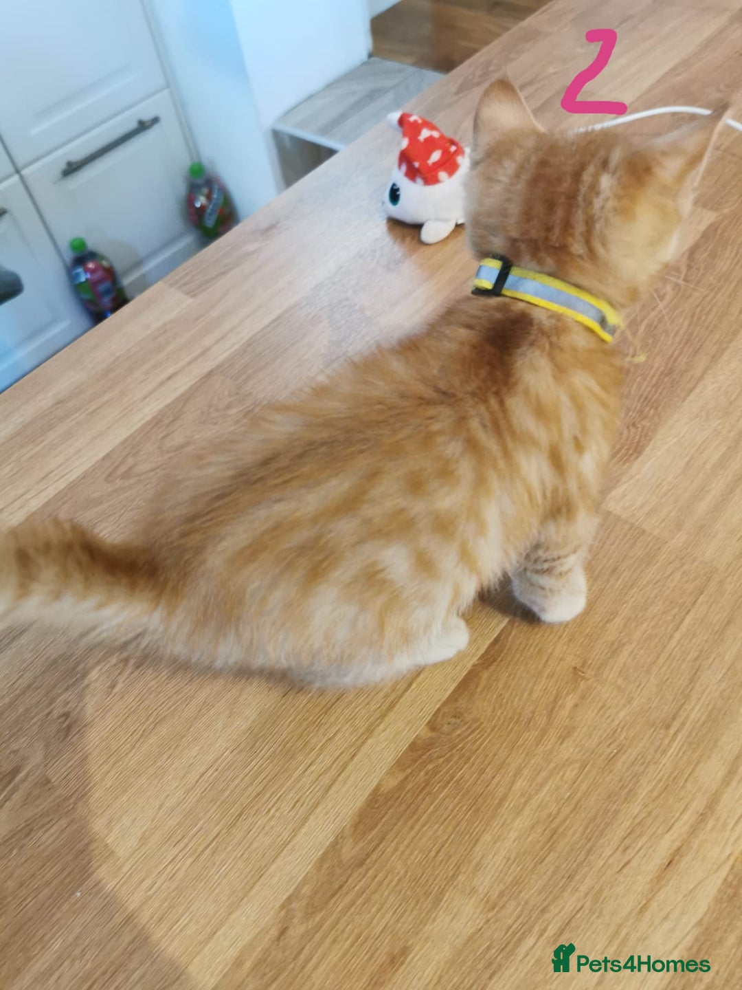 Mixed Breed cats for sale: Beautiful kittens ready now - Image 30