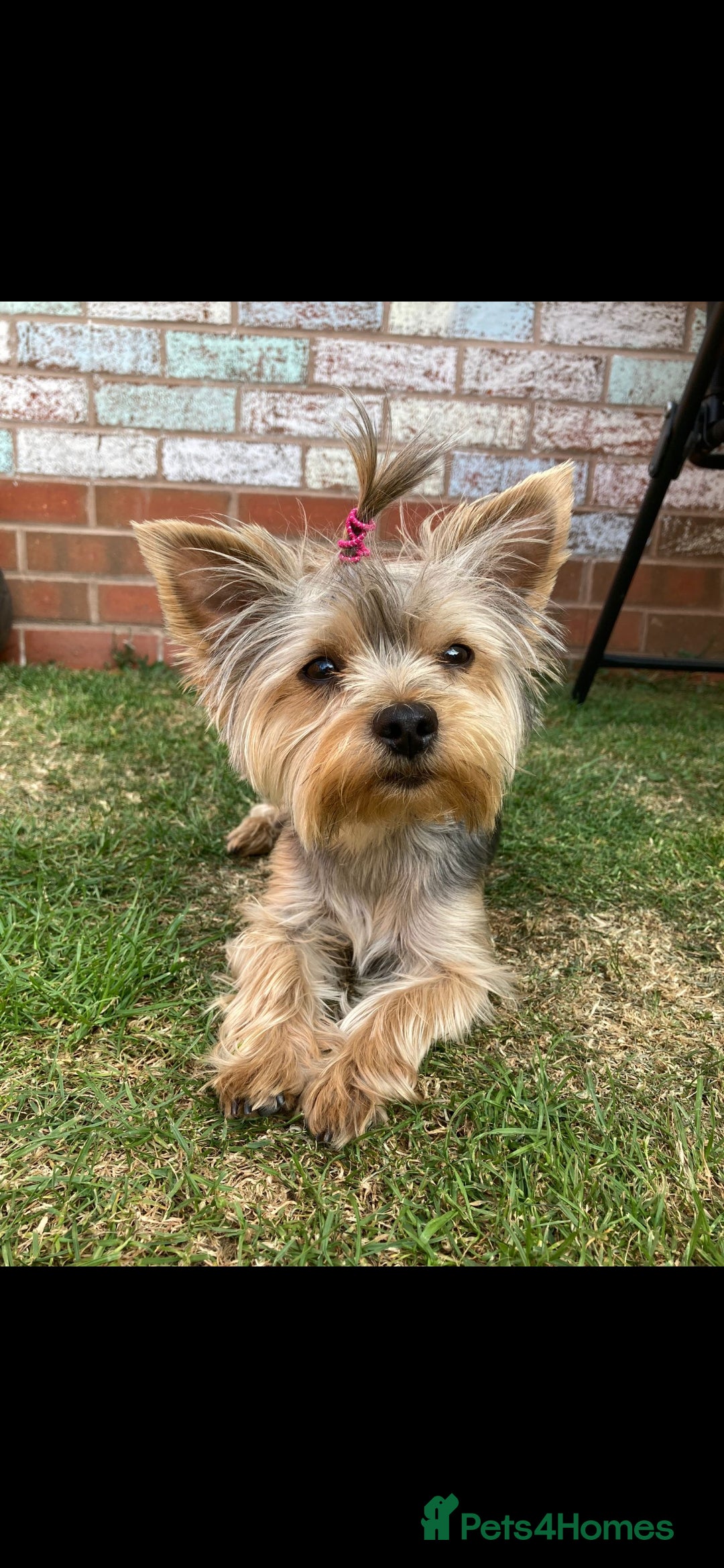 Yorkshire Terrier dogs for sale: Yorkshire terrier  - Advert 2