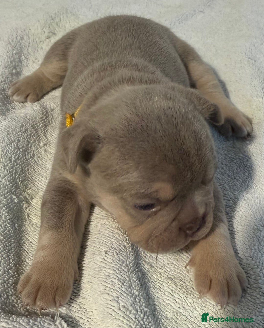 French Bulldog dogs for sale: French bulldog puppies - Image 12