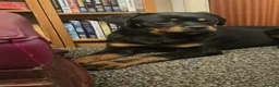 Rottweiler dogs for sale: KC Top ROTTWEILER Puppies , German blood - Advert 2