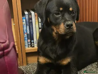 Rottweiler dogs KC Top ROTTWEILER Puppies , German blood - Advert 6