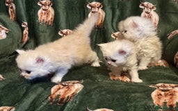 Persian cats for sale: 🌟 Trio of Precious, Purebred Persian Kittens 🌟 - Image 13