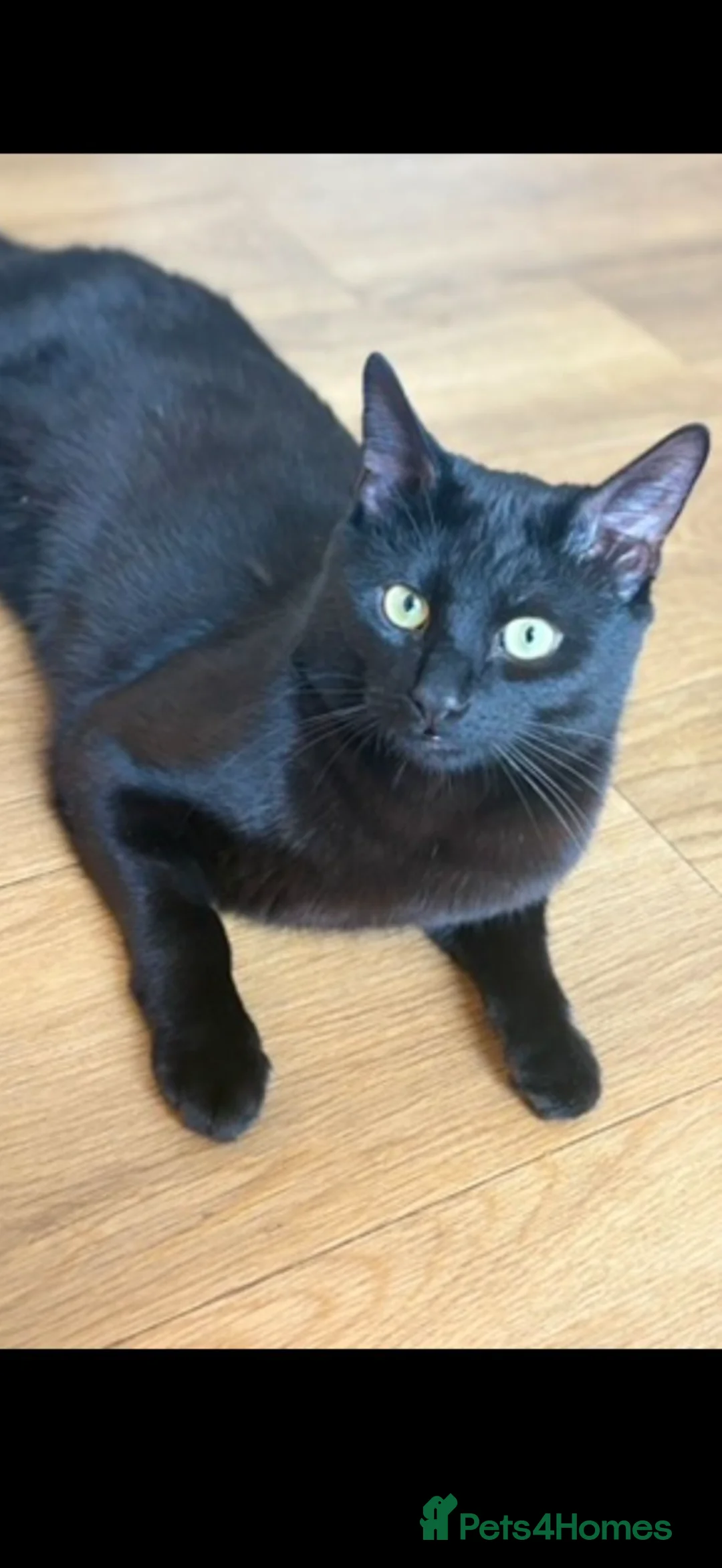 Domestic Shorthair cats for sale: Calico, ginger and black and white kitten  - Advert 8