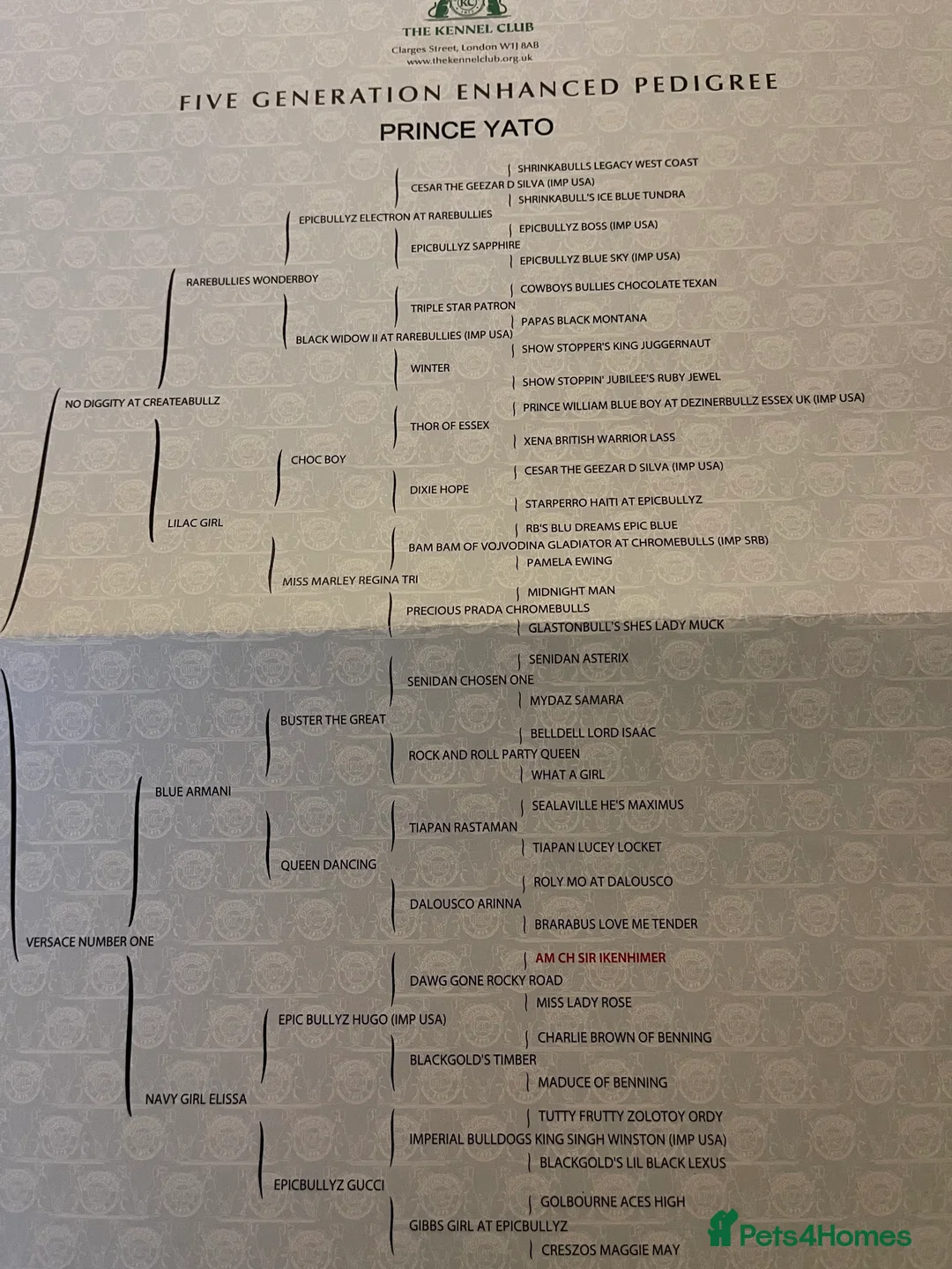 English Bulldog dogs for stud: HEALTH TESTED CLEAR & BOAS GRADED ZERO KC REG in Doncaster - Advert 8