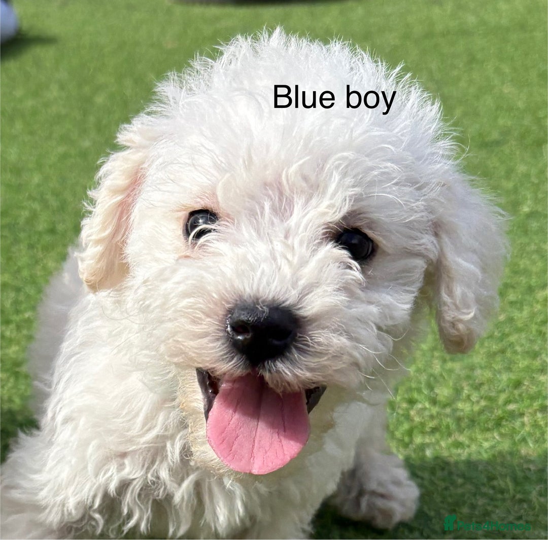 Cockapoo dogs for sale: F1B cockapoo (ready to go)  - Image 3
