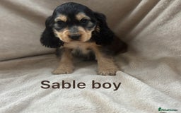 Cocker Spaniel dogs for sale: Show type cocker spaniel  - Image 6