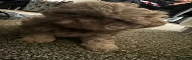 Shih Tzu Puppy 2