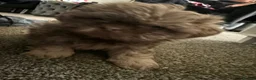Shih Tzu dogs for sale: Two Shih Tzu girl pups  - Advert 6