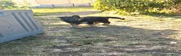 German Shepherd dogs for sale: Big, fluffy, beautiful German Shepherd Puppies in Stafford - Advert 14
