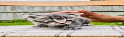 Mixed Breed cats for sale: Cute Kittens from British Shorthair Dad &Tabby Mom - Advert 6
