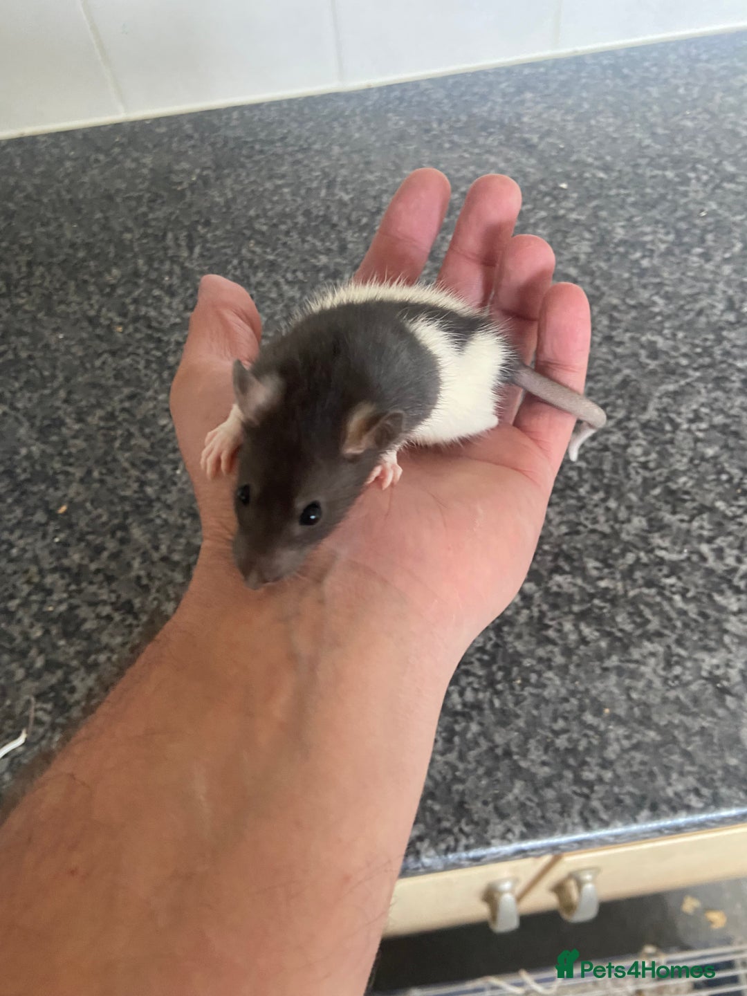 Rat rodents for sale: Pet rats - Image 10
