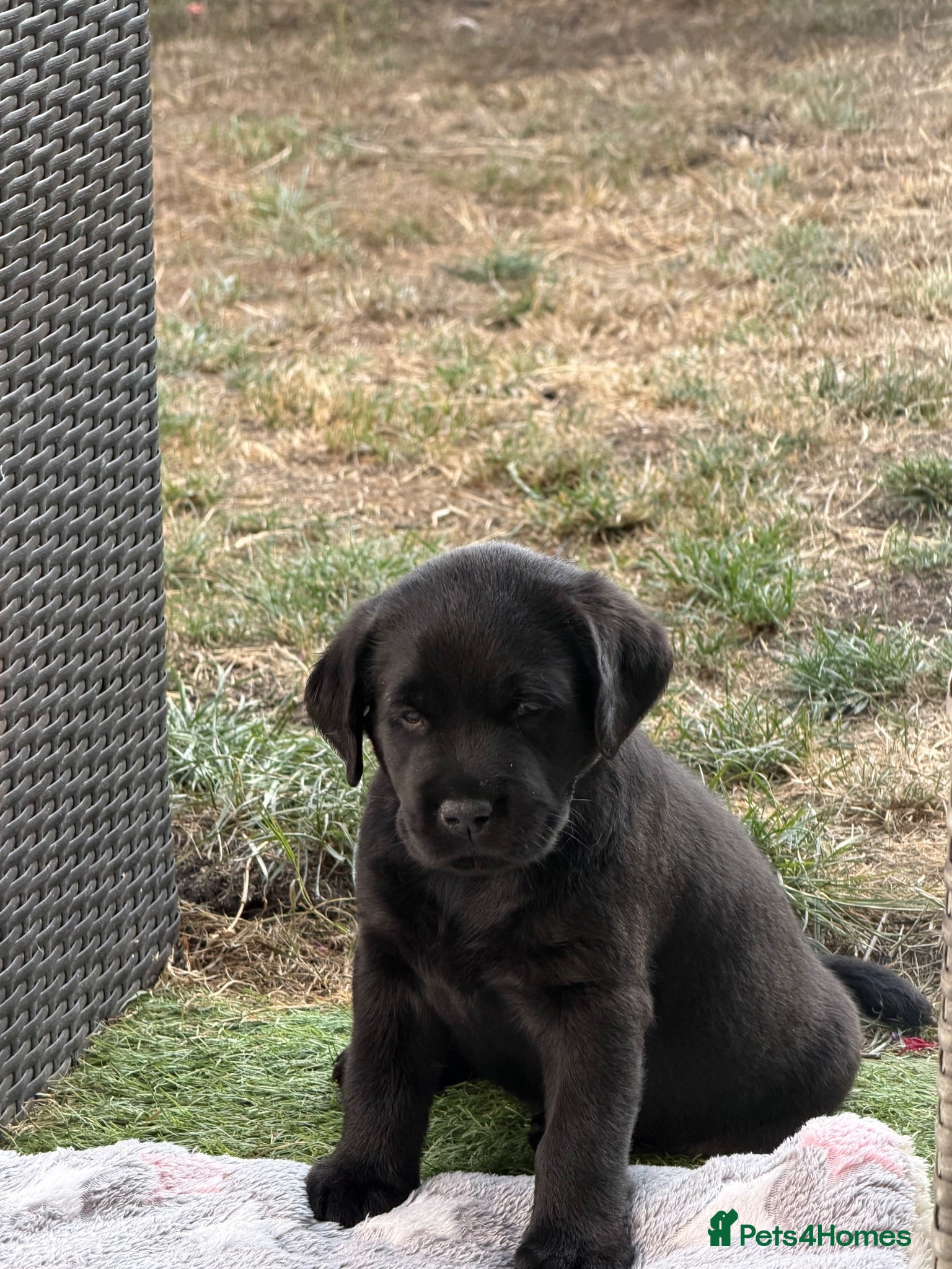 Labrador Retriever dogs Black Labrador Girls - Advert 2