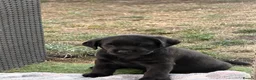 Labrador Retriever dogs for sale: Black Labrador Girls in Northampton - Advert 2
