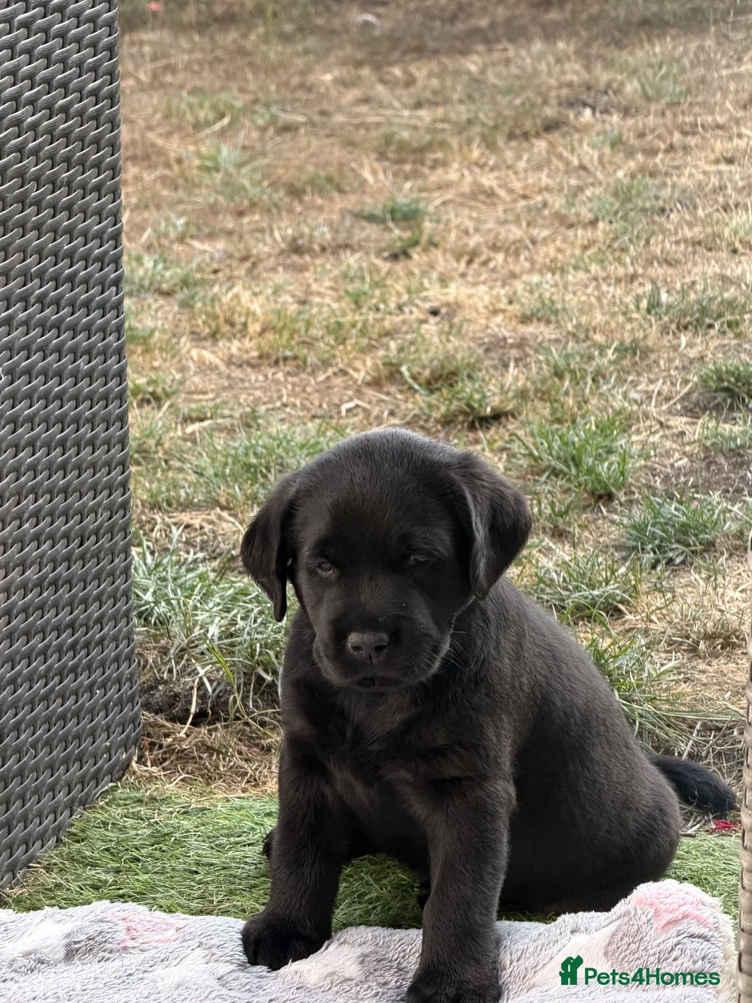 Labrador Retriever dogs for sale: Black Labrador Girls in Northampton - Advert 2