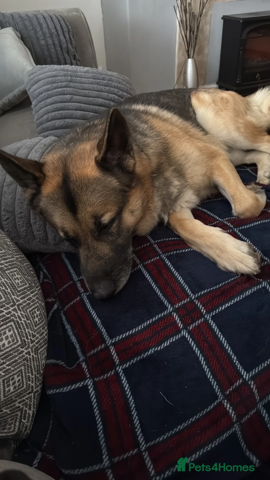German Shepherd dogs for sale: Blue  in Warrington - Advert 2
