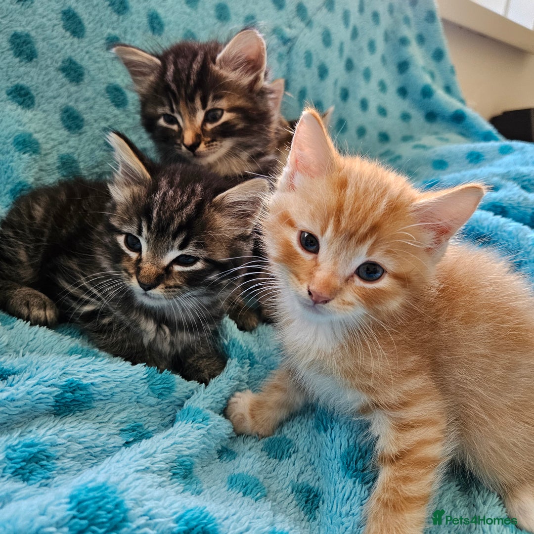 Mixed Breed cats for sale: GINGER GIRL AND TABBY BOY  - Image 20