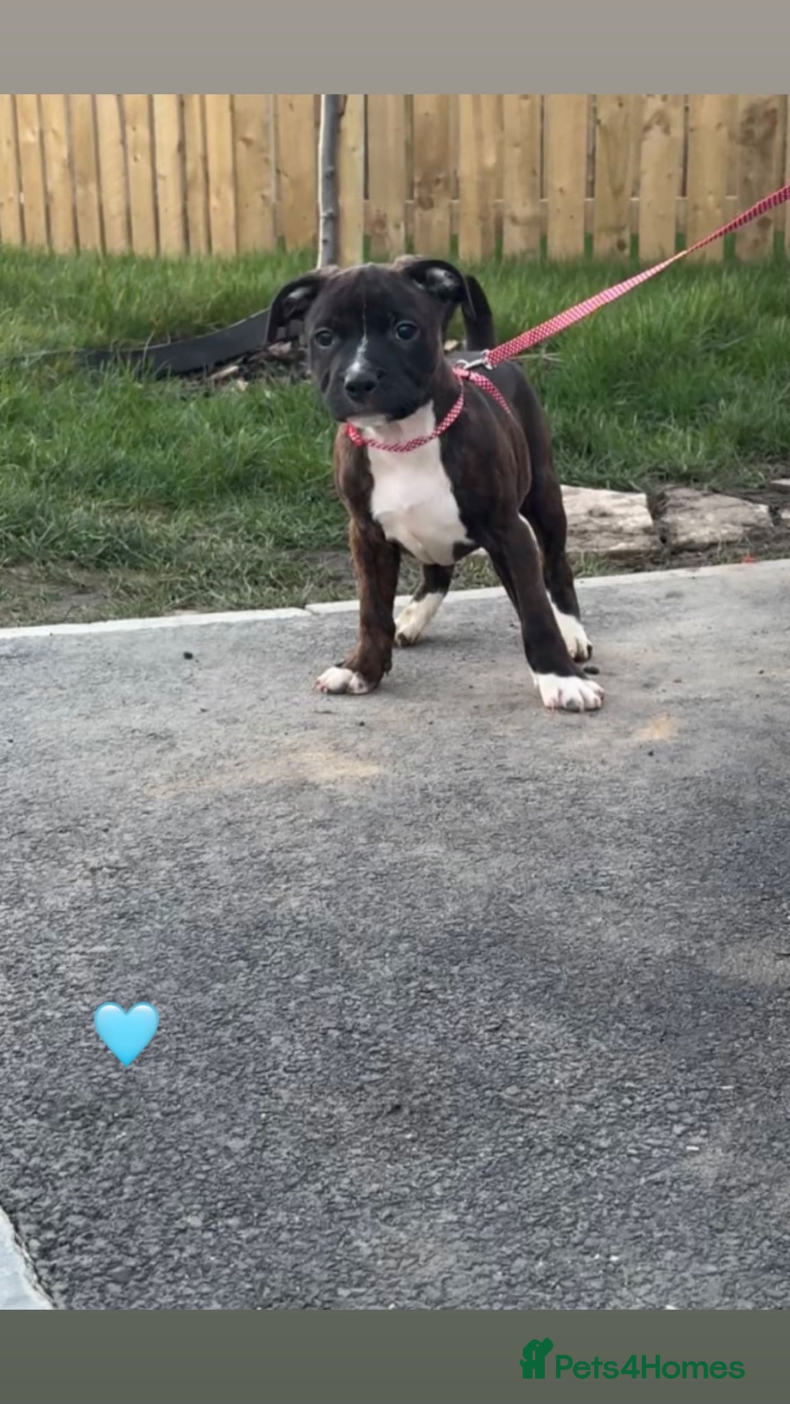 Staffordshire Bull Terrier dogs 1 staffy puppy for sale (read description) - Advert 14