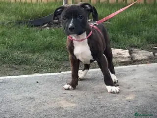 Staffordshire Bull Terrier dogs 1 staffy puppy for sale (read description) - Advert 14