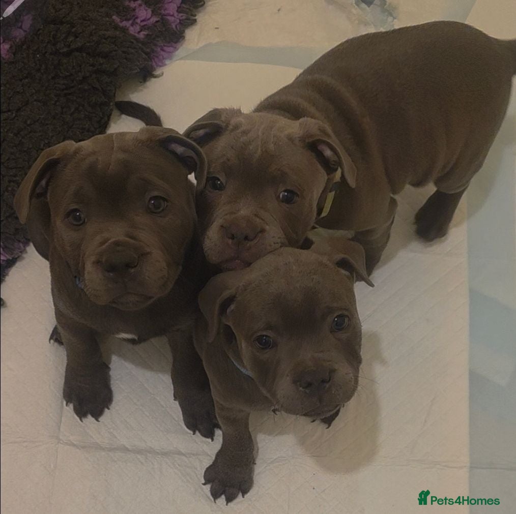 Staffordshire Bull Terrier dogs 💙 3 Stunning Blue boy Staffordshire Bull terrier  - Advert 4