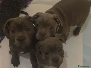 Staffordshire Bull Terrier dogs 💙 3 Stunning Blue boy Staffordshire Bull terrier - Advert 4