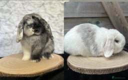 Mini Lop rabbits for sale: MiniLop doe and buck  - Advert 1