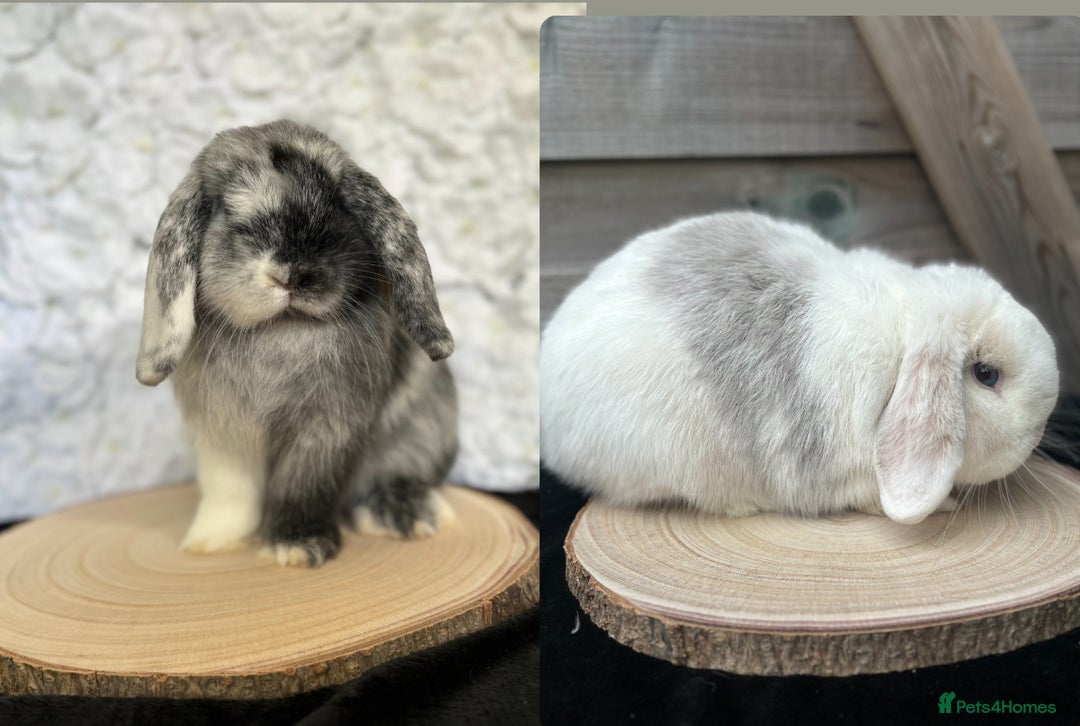 Mini Lop rabbits for sale: MiniLop doe and buck  - Advert 1
