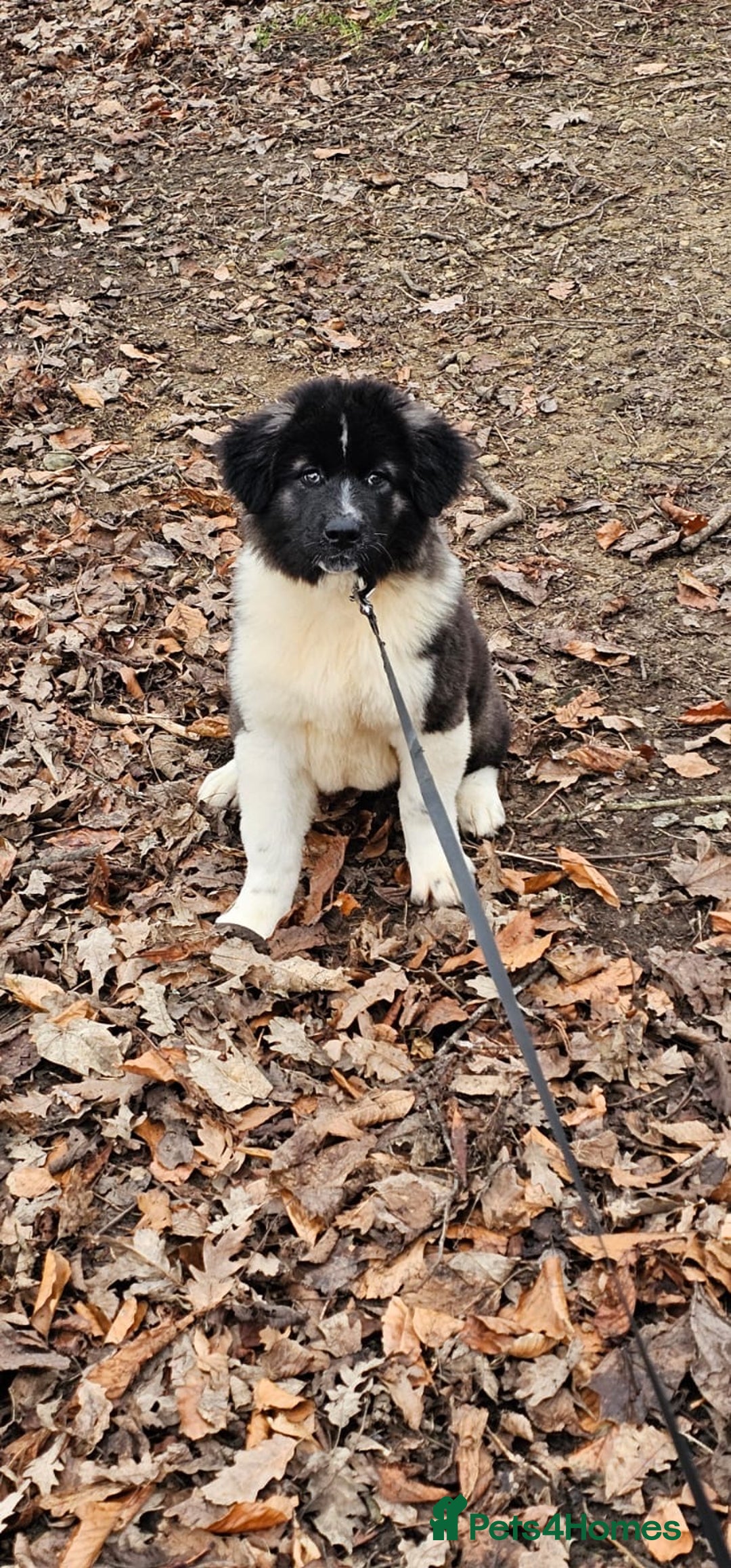 Akita dogs for sale: Akita Female  puppy - Advert 4