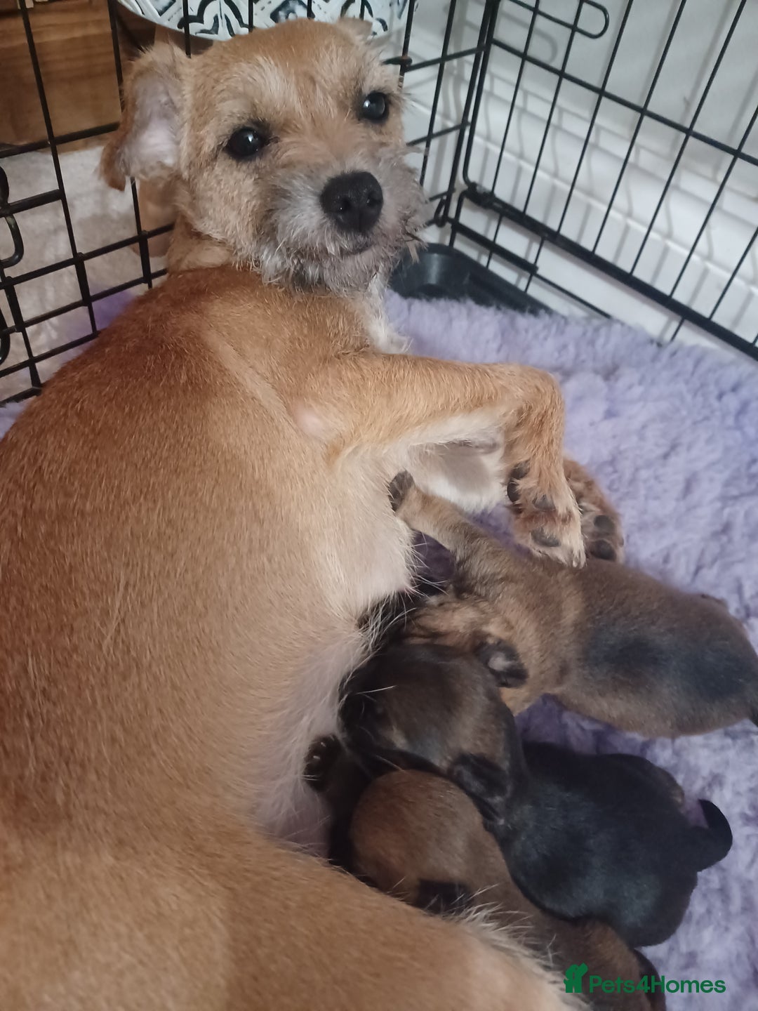 Border Terrier dogs for sale: 3 beautiful border terrier puppies - Advert 1