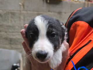 Border Collie dogs - Advert 26