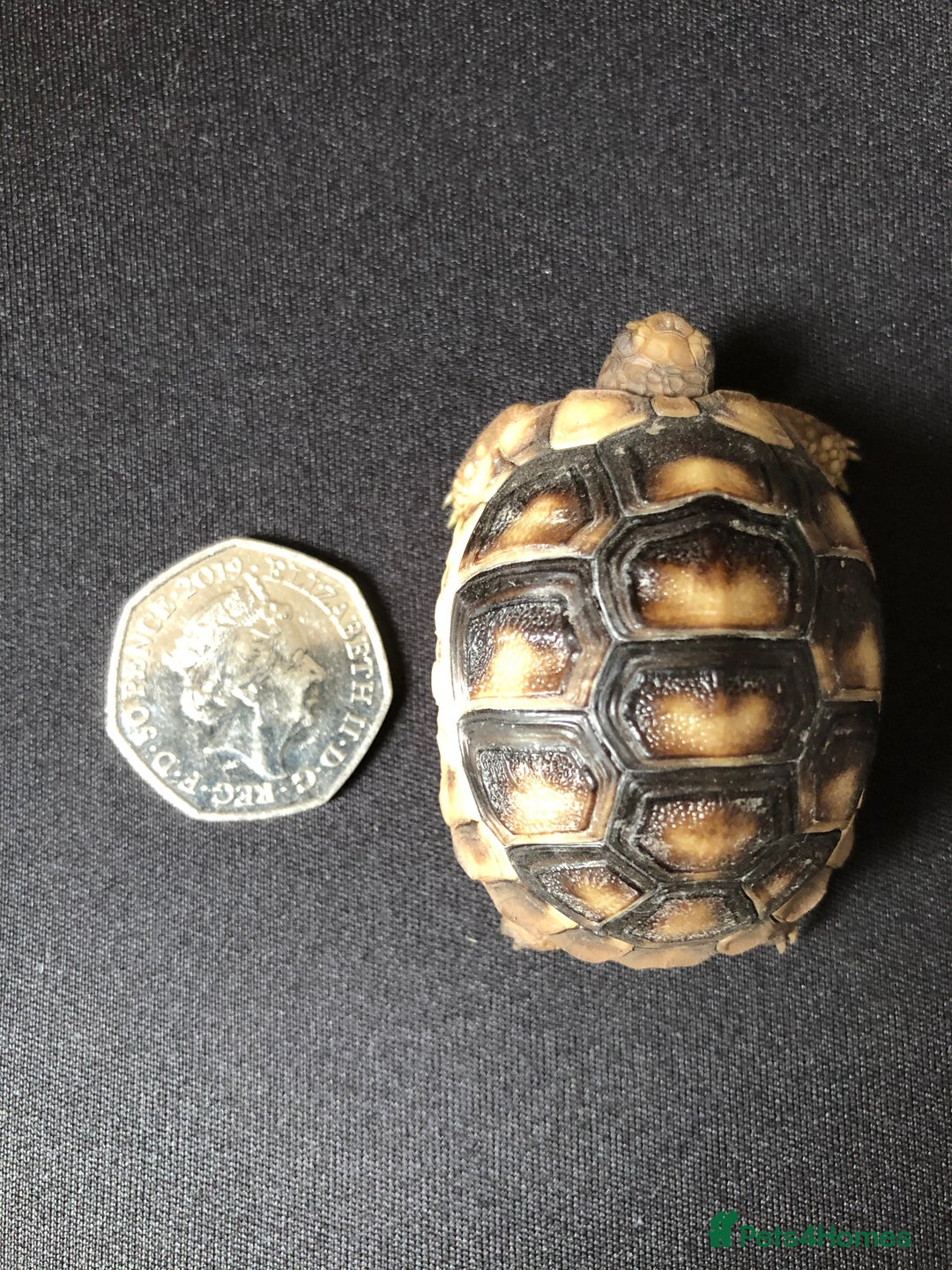 Tortoise reptiles for sale: Marginated Male Tortoise 4yrs old - Advert 5