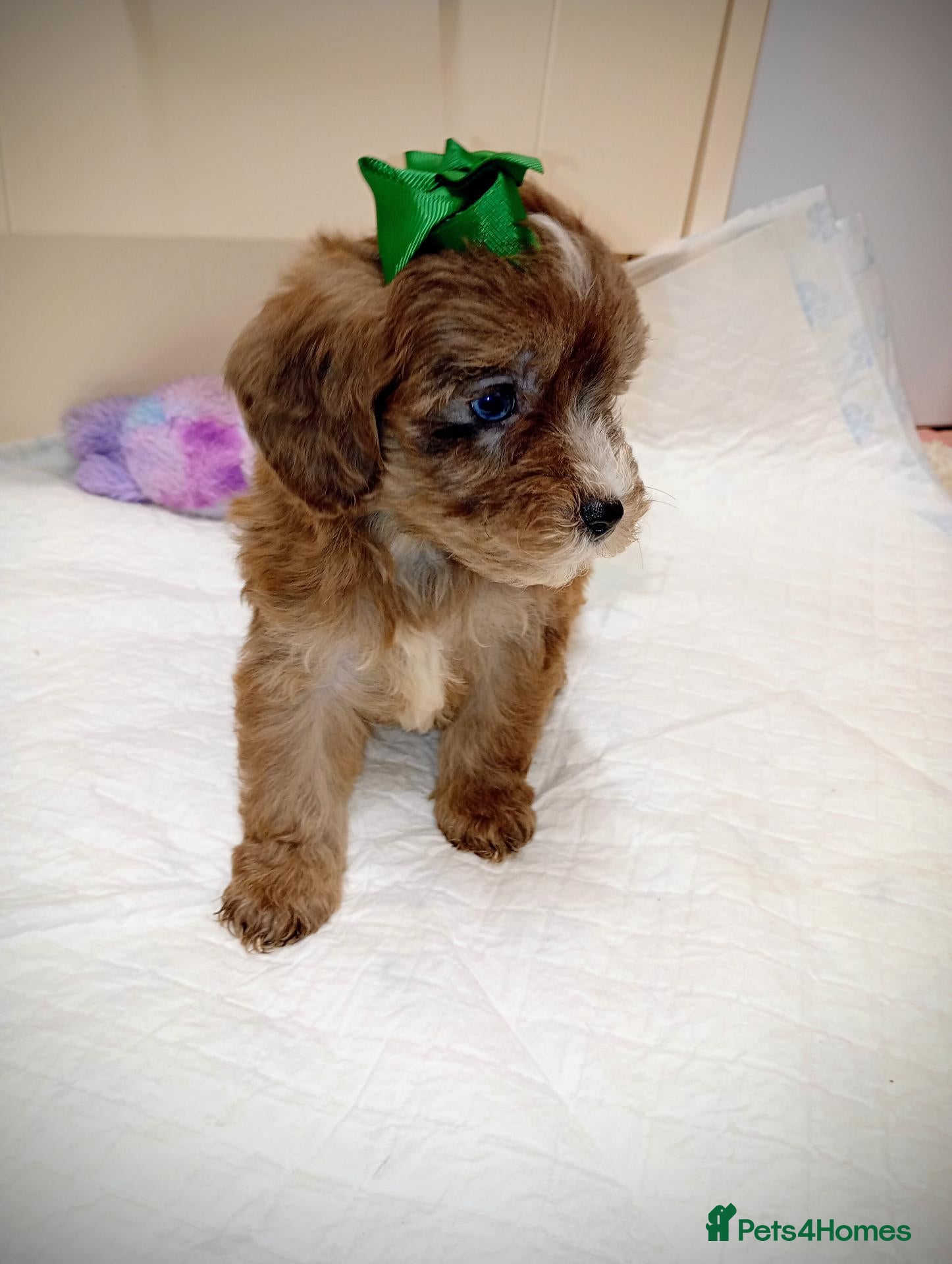 Shihpoo dogs shihpoo puppies unusual colours  - Advert 4