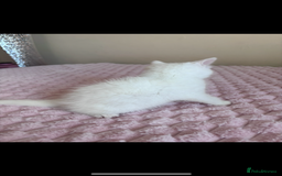 Ragdoll cats for sale: Beautiful White Kitten  - Image 8
