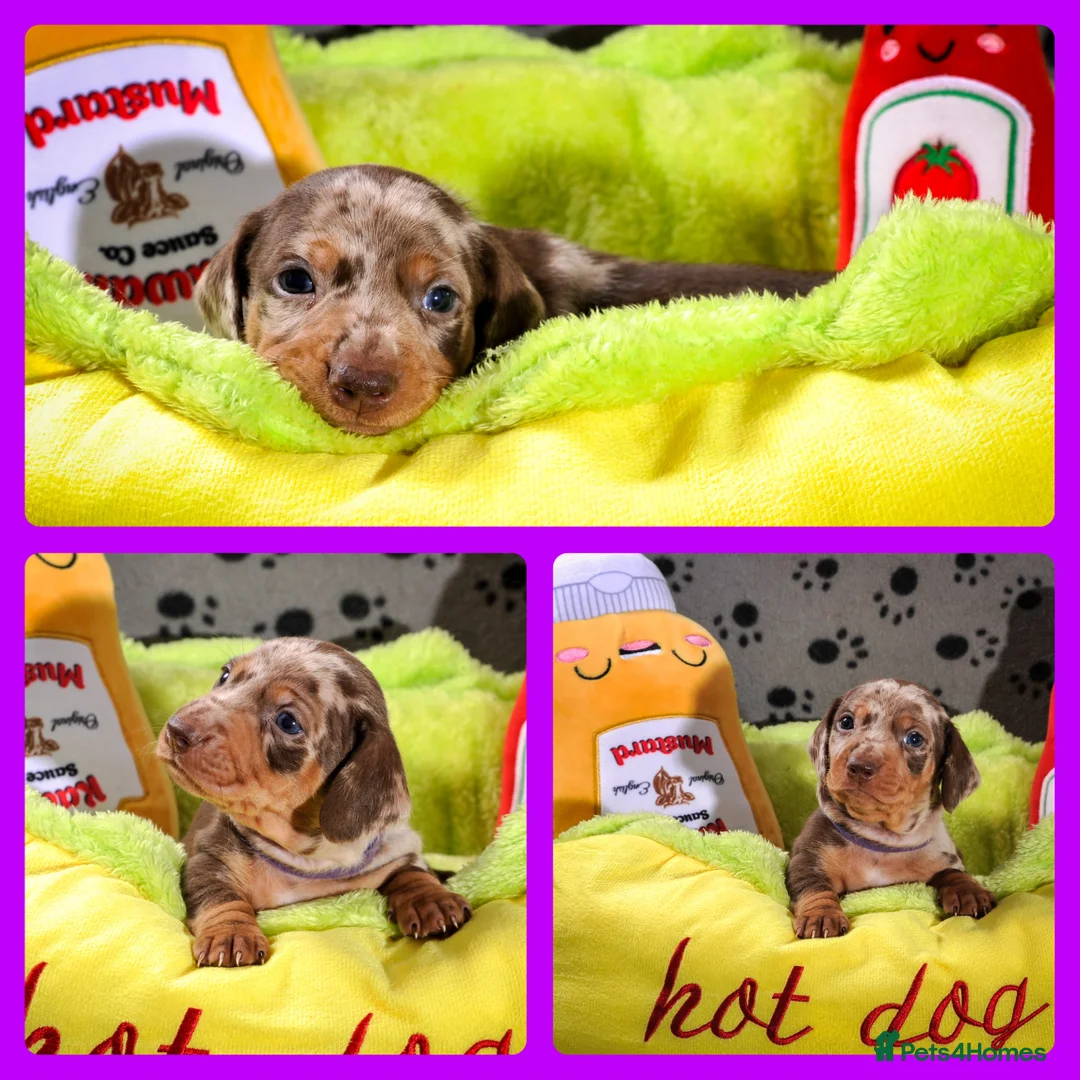 Miniature Dachshund dogs for sale: KC Mini Dachshund Puppies Chocolate Red Dapple - Advert 2