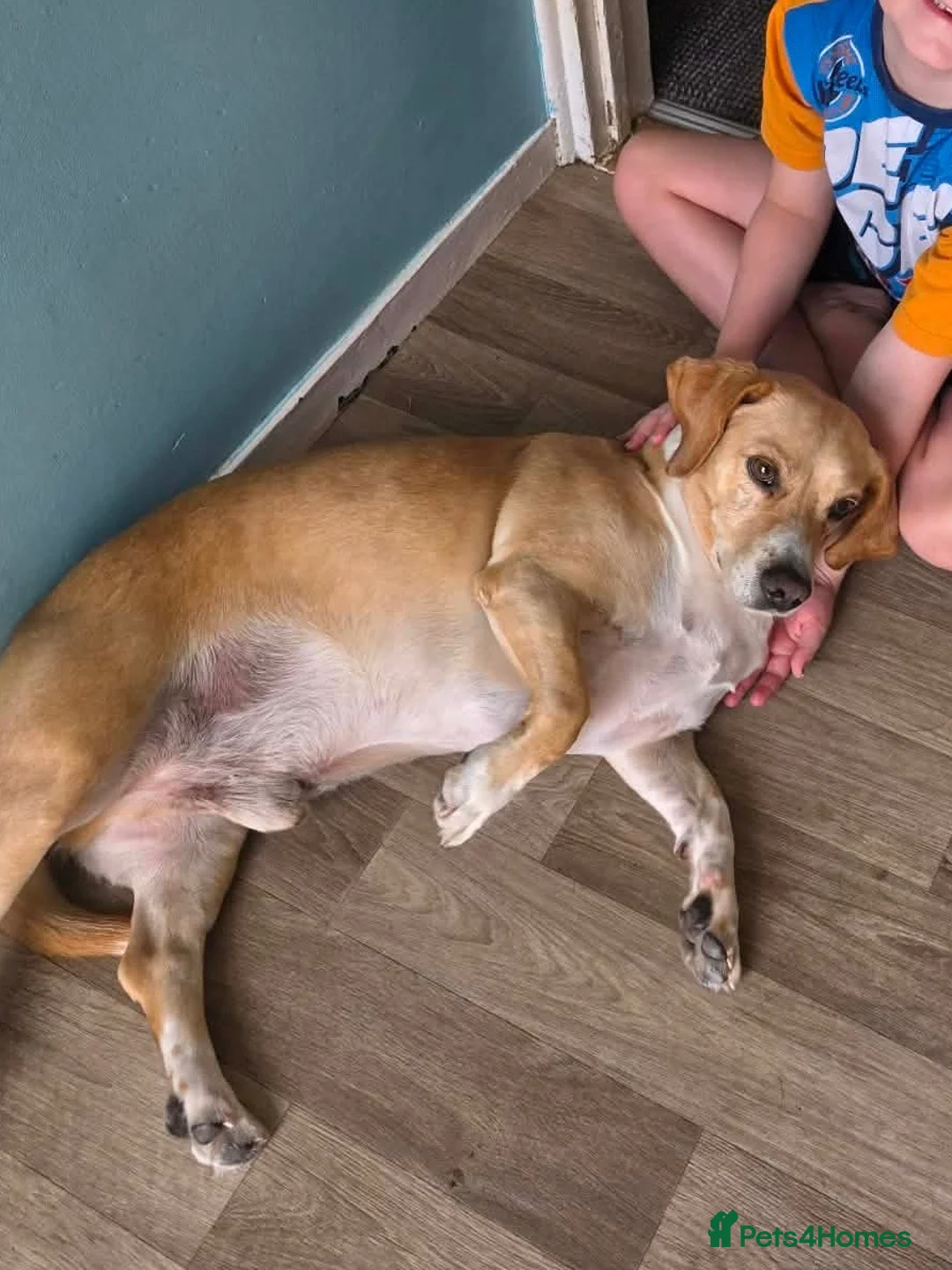 Mixed Breed dogs for adoption: Tommy deserves his forever in Havant - Advert 2