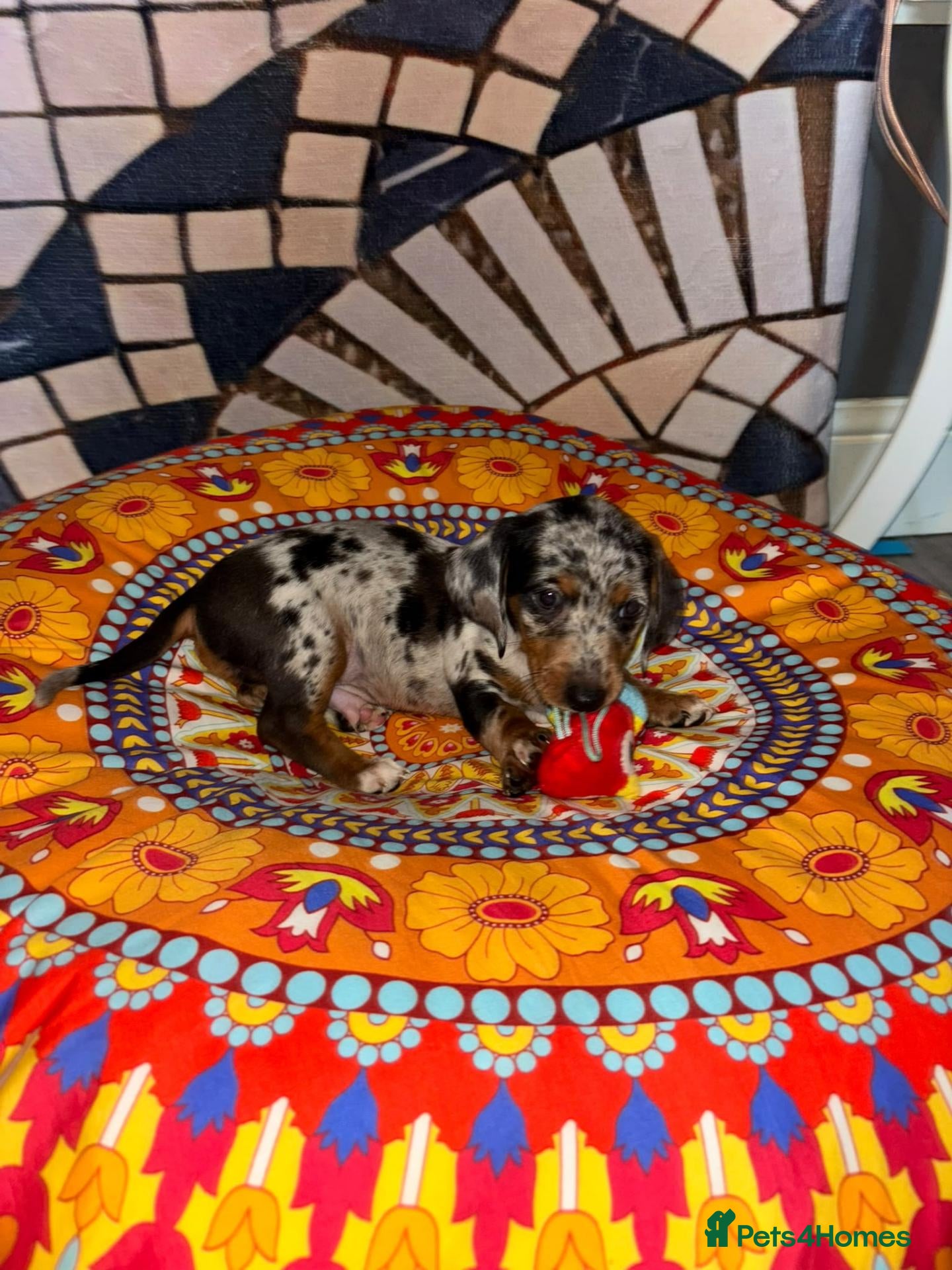 Miniature Dachshund dogs 🐶 Pure-bred Dachshund Puppies  - Advert 18