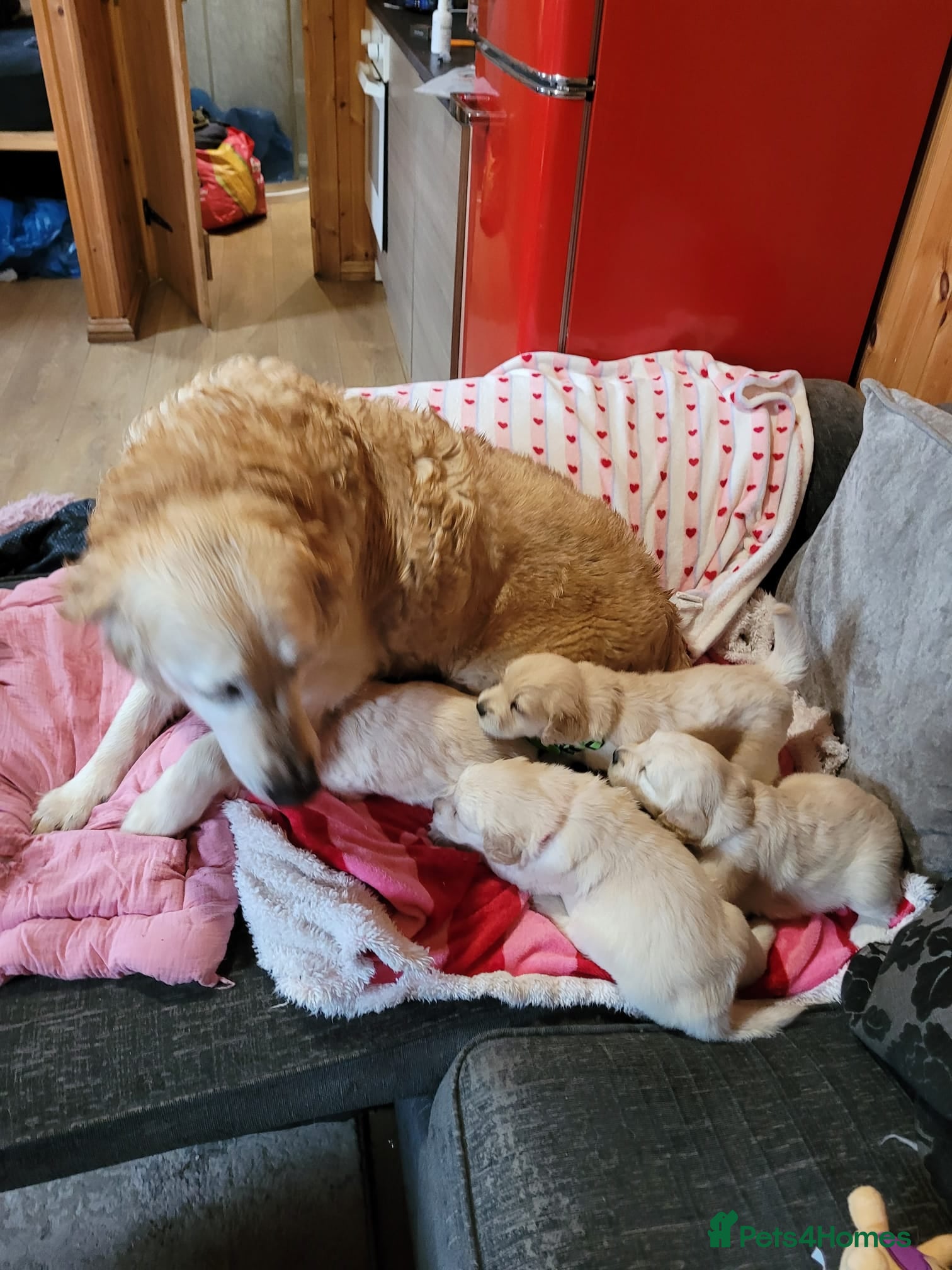 Golden Retriever dogs Golden retriever puppies  - Advert 1