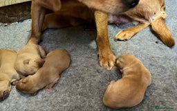 Labrador Retriever dogs for sale: 💛💛 Excellent Labrador Pups 💛💛 - Image 21