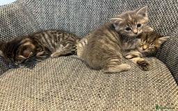 British Longhair cats for sale: Beautiful kittens by our stunning British longhair - Image 14
